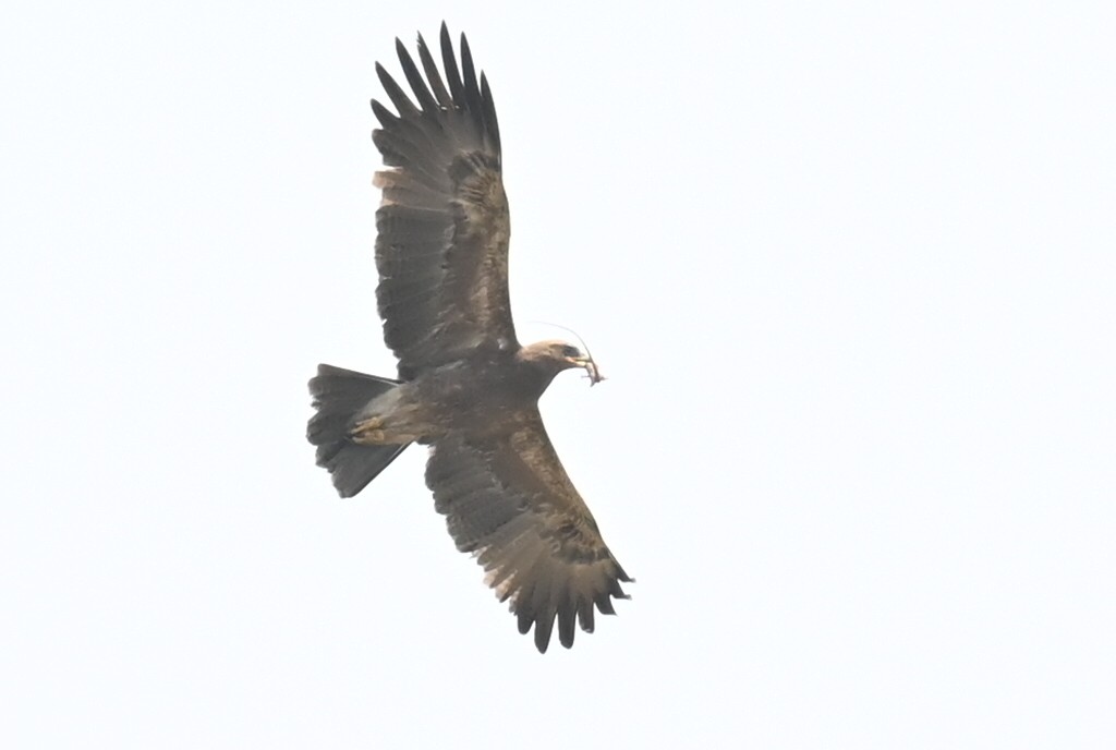 Indian Spotted Eagle - ML616552480