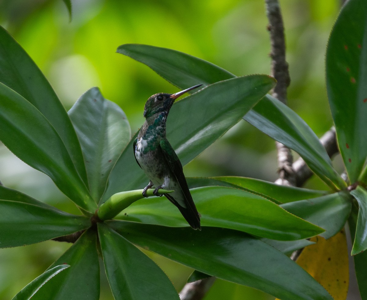 kolibřík Humboldtův - ML616552500