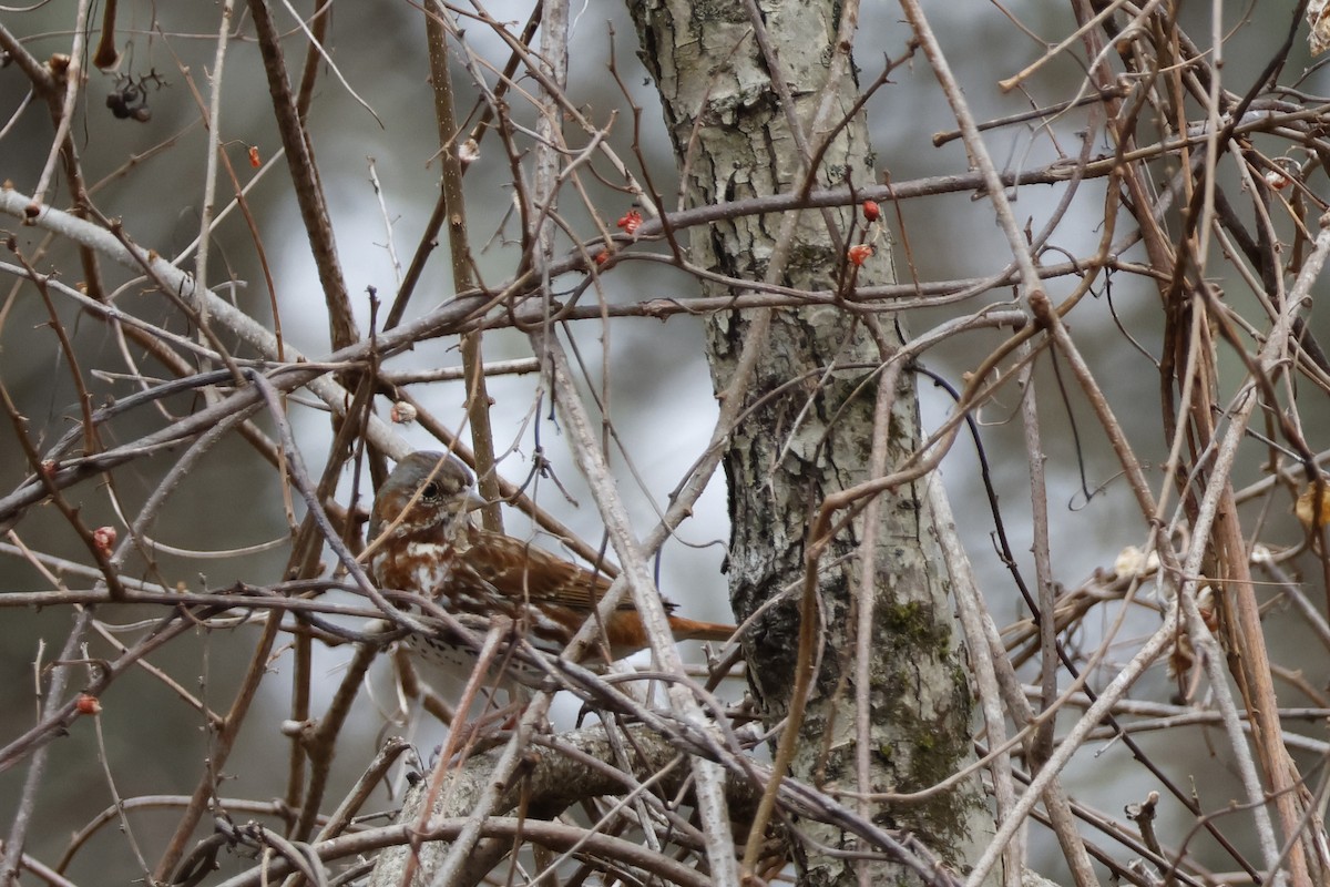 Fox Sparrow (Red) - ML616552503