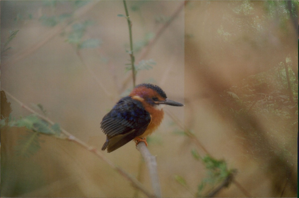 African Pygmy Kingfisher - Itay Berger