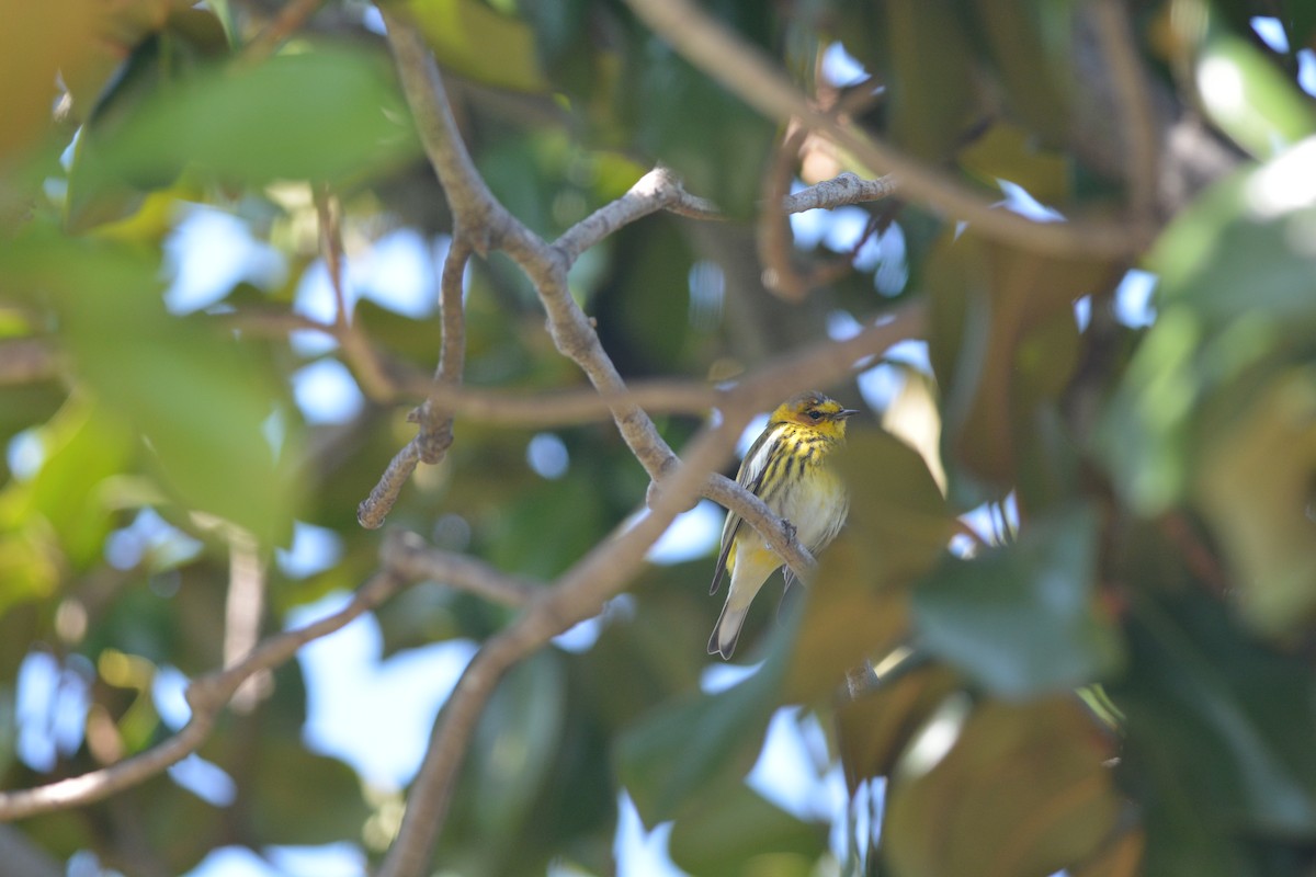 Cape May Warbler - ML616552649