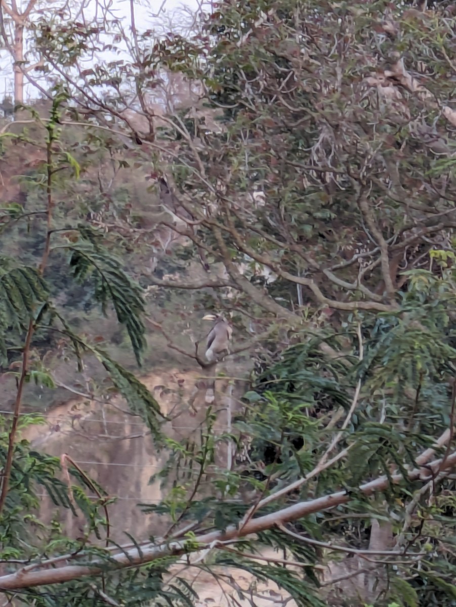 Indian Gray Hornbill - ML616552655