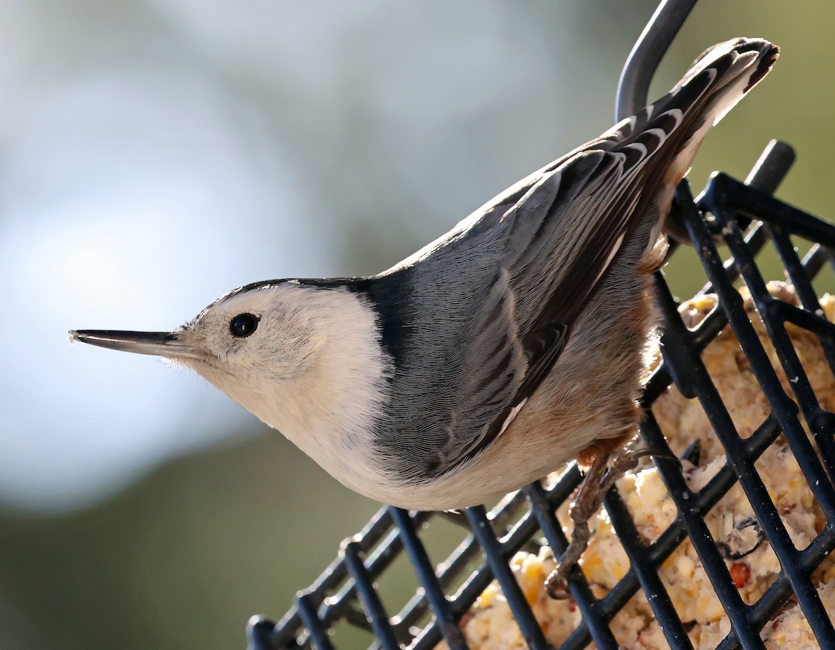 White-breasted Nuthatch - ML616552659
