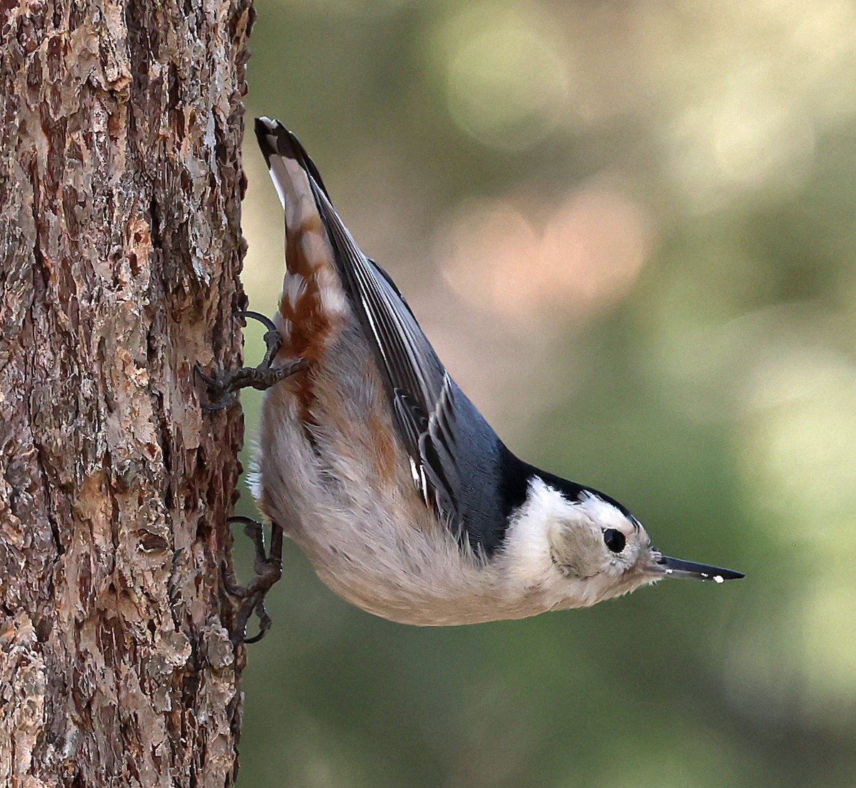 White-breasted Nuthatch - Helga Knote
