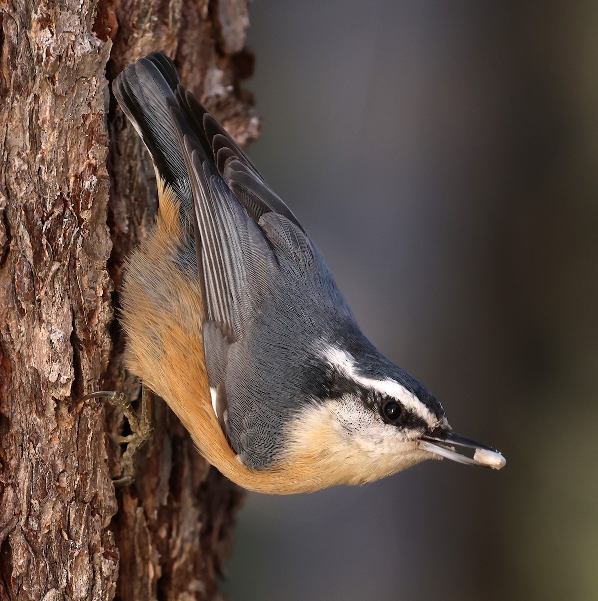 Red-breasted Nuthatch - Helga Knote