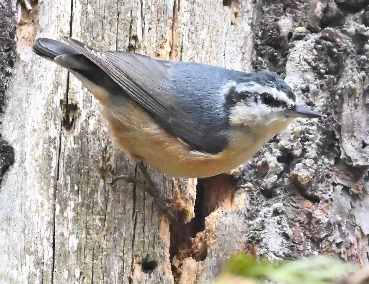 Red-breasted Nuthatch - ML616552682