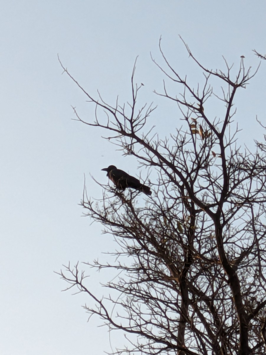 Large-billed Crow - ML616552683