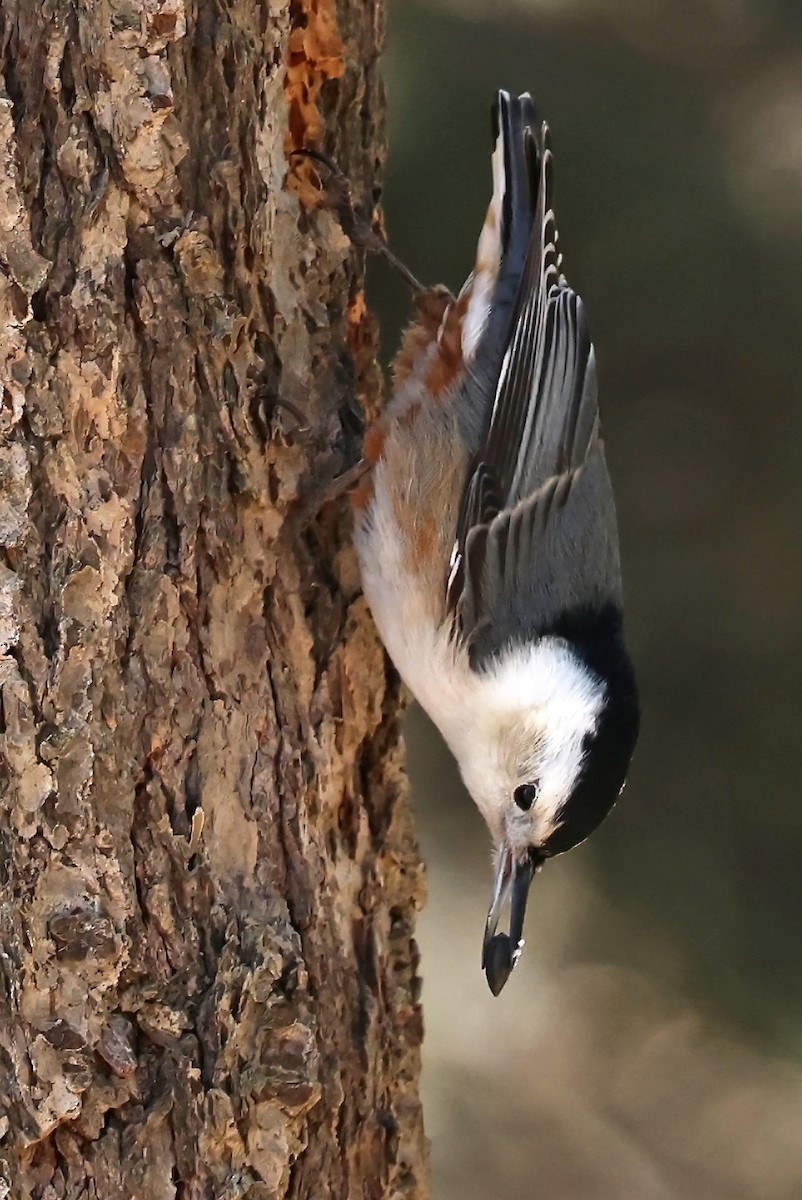White-breasted Nuthatch - ML616552720