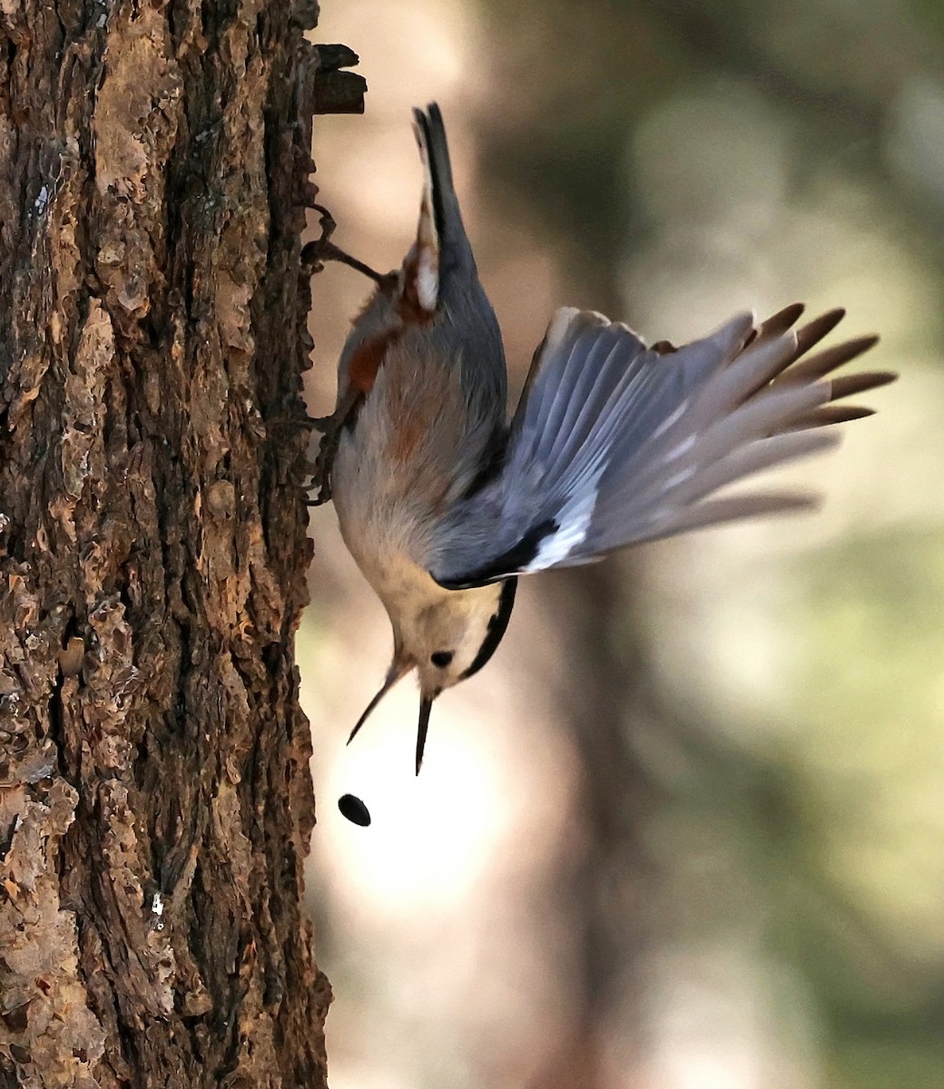 White-breasted Nuthatch - Helga Knote