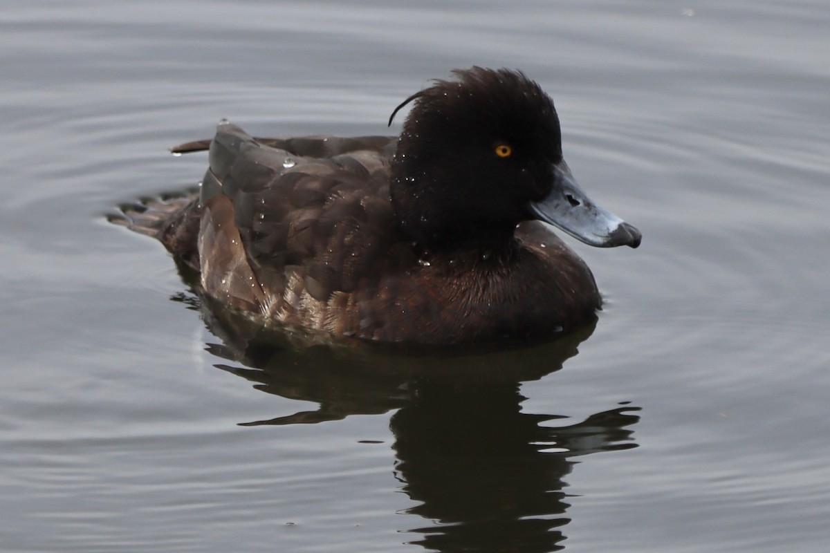 Tufted Duck - ML616552730