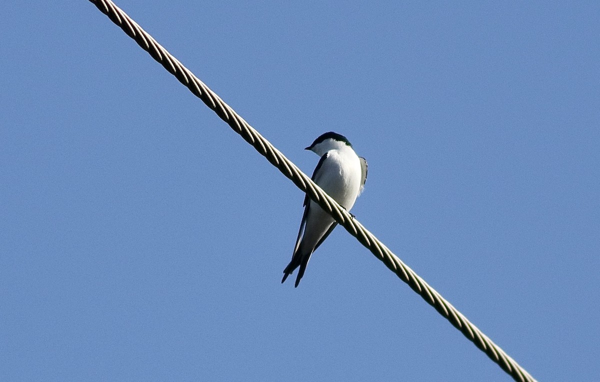 Bahama Swallow - Carlos  Pedro