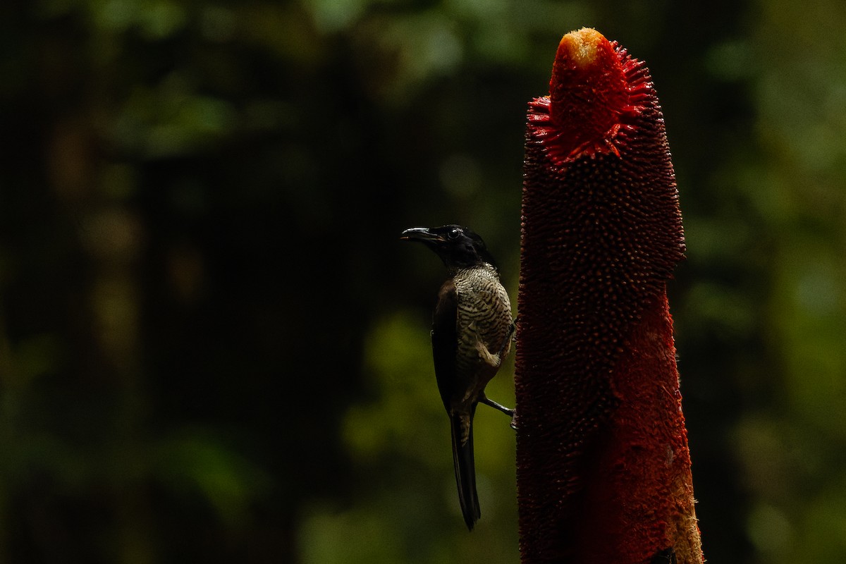 Wondiwoi-Kragenparadiesvogel - ML616552860