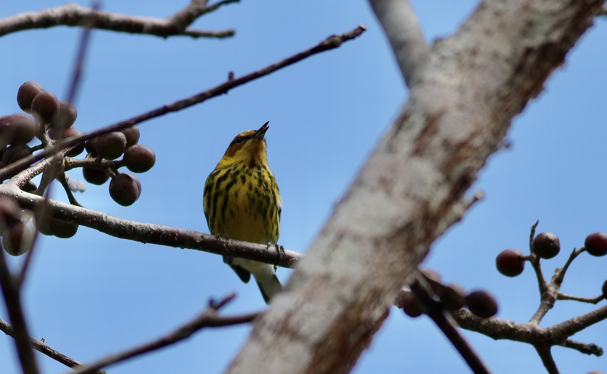 Cape May Warbler - ML616552909