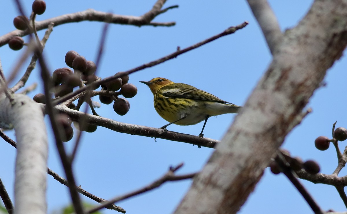 Cape May Warbler - ML616552911
