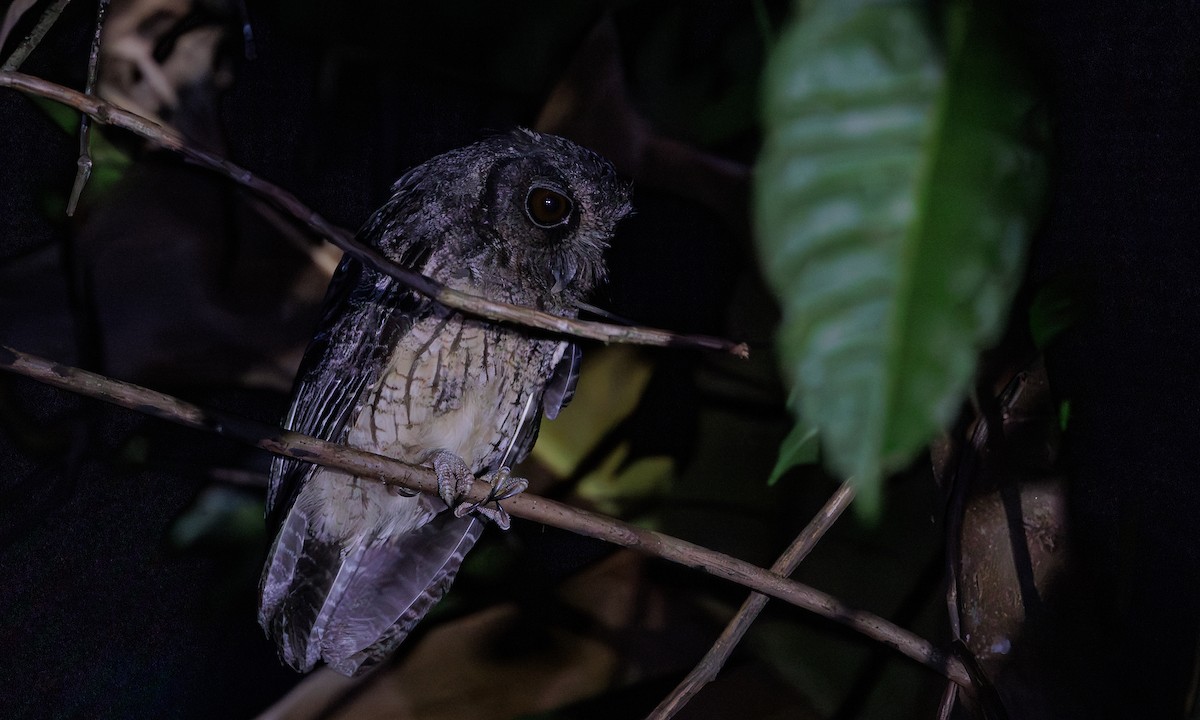 Tawny-bellied Screech-Owl - ML616552938