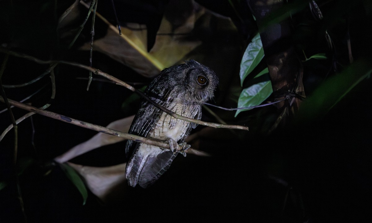 Tawny-bellied Screech-Owl - ML616552939