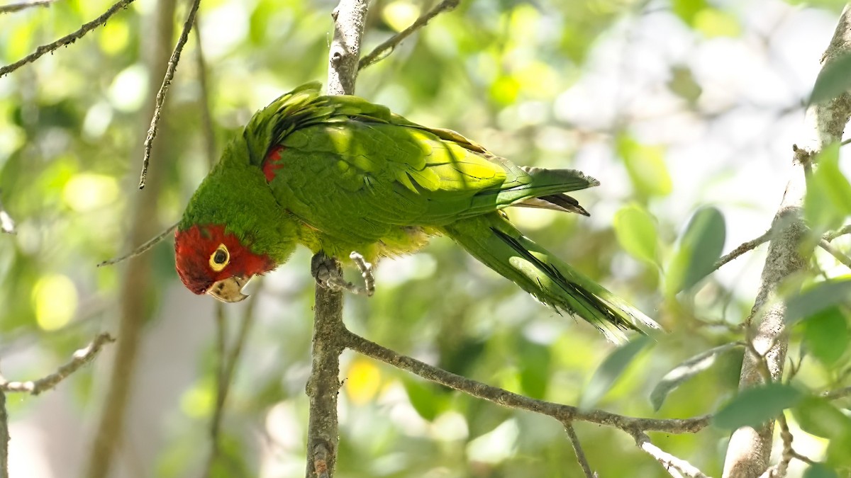 Red-masked Parakeet - ML616553013