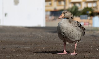 Graylag Goose (Domestic type), ML616553274