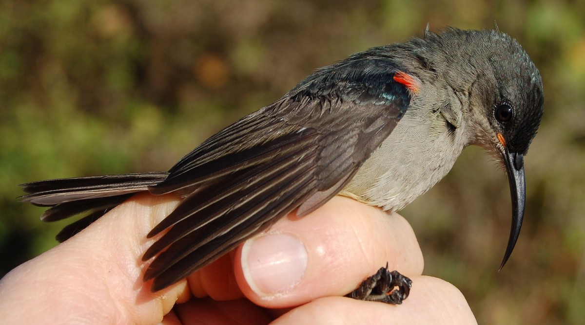 Mouse-colored Sunbird - Dieter Oschadleus