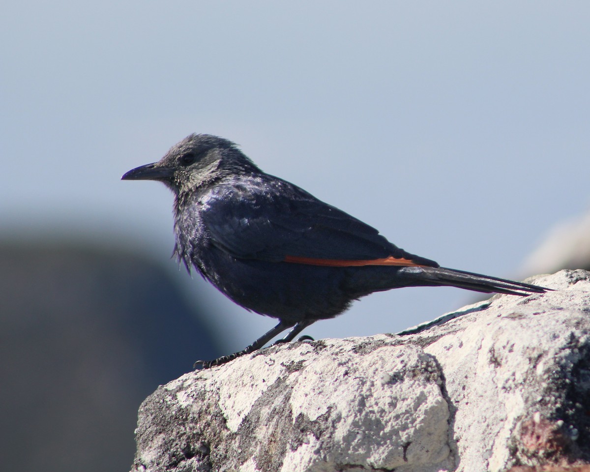 Red-winged Starling - ML616553349