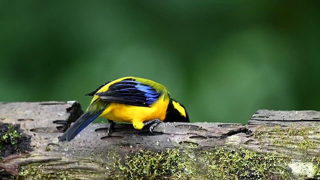 Black-chinned Mountain Tanager - ML616553421