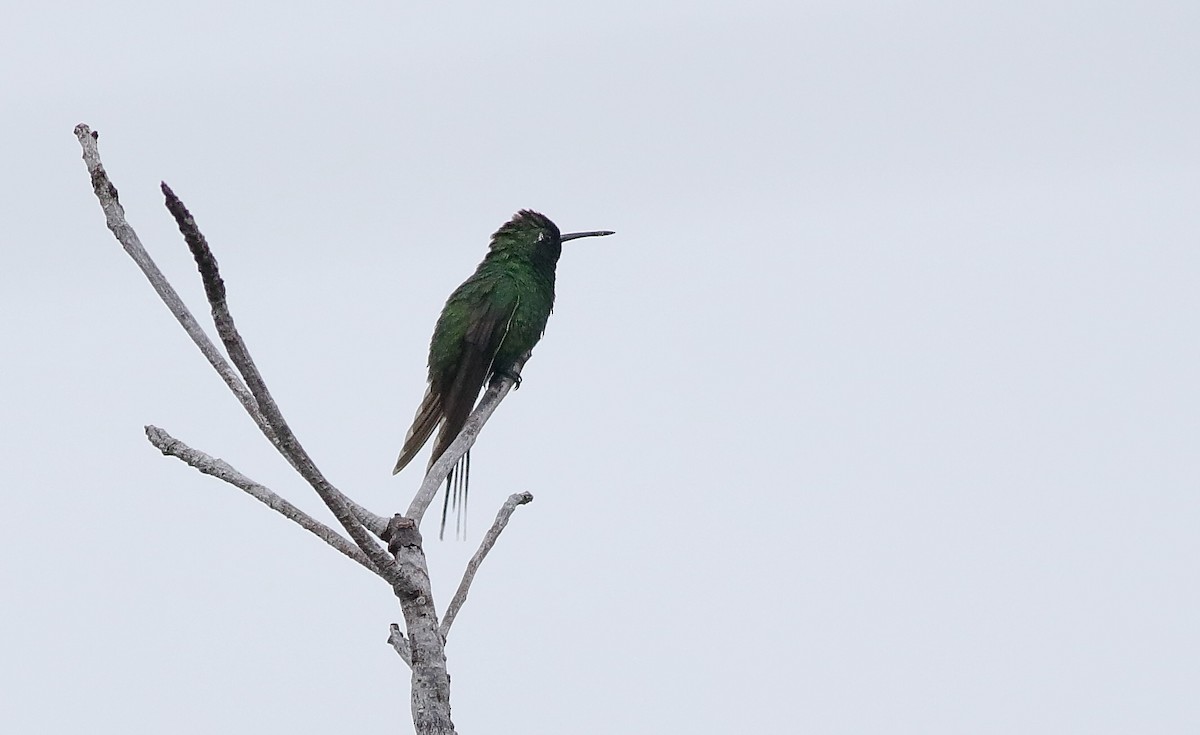 kolibřík kubánský - ML616553544