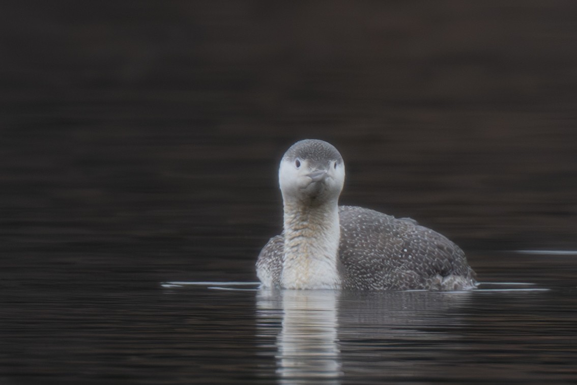 Red-throated Loon - ML616553555