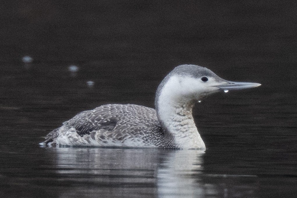 Red-throated Loon - ML616553556
