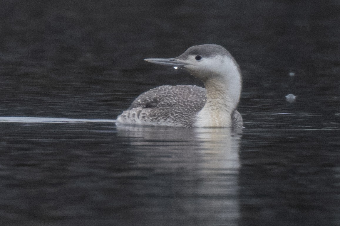 Red-throated Loon - ML616553558