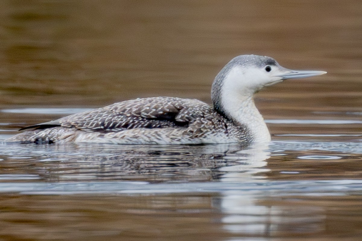 Red-throated Loon - ML616553559