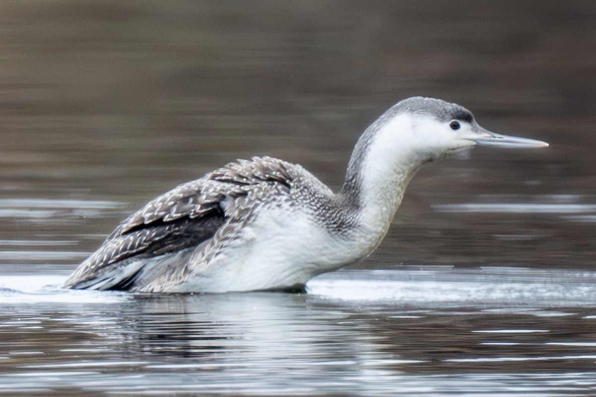 Red-throated Loon - ML616553560