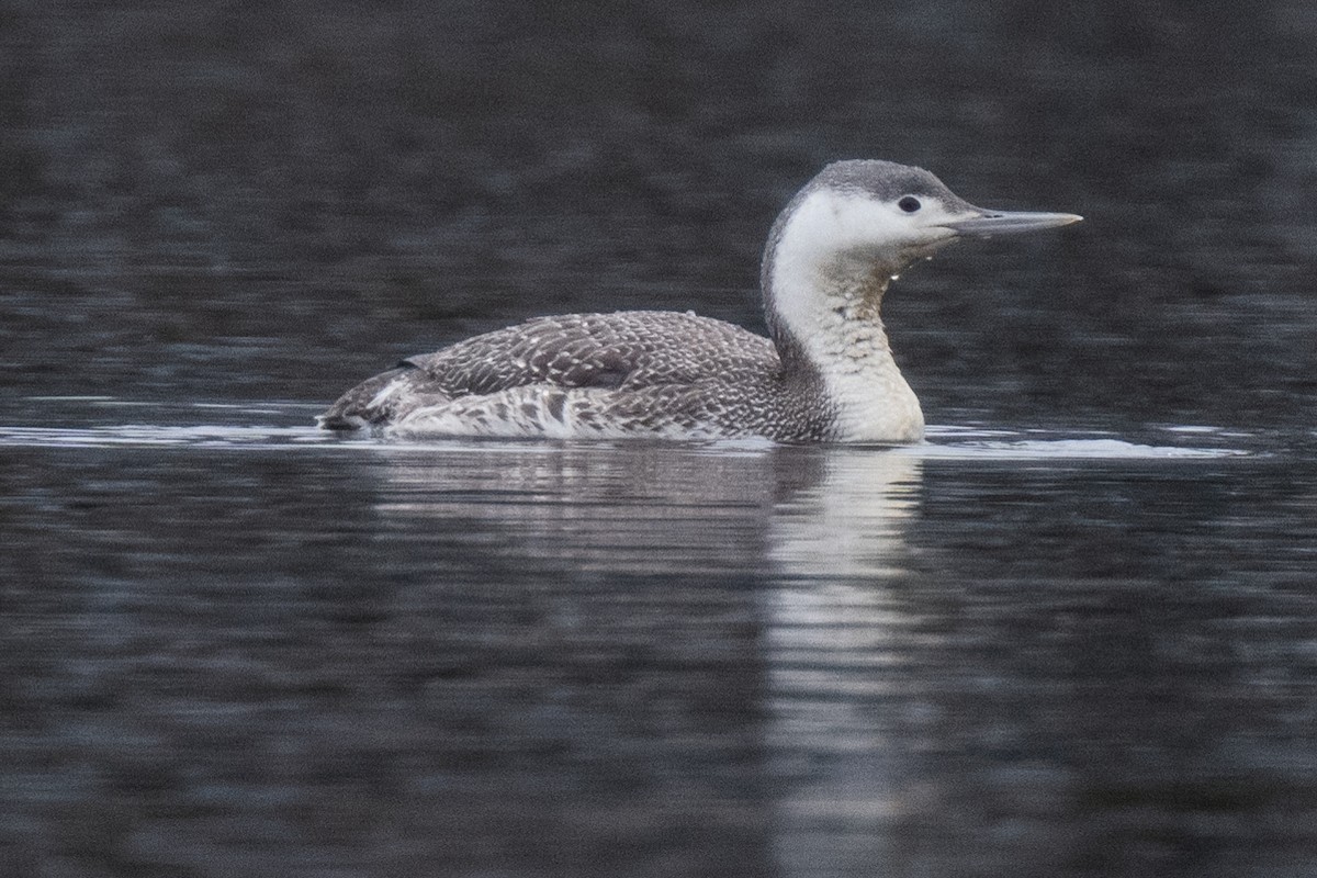 Red-throated Loon - ML616553562
