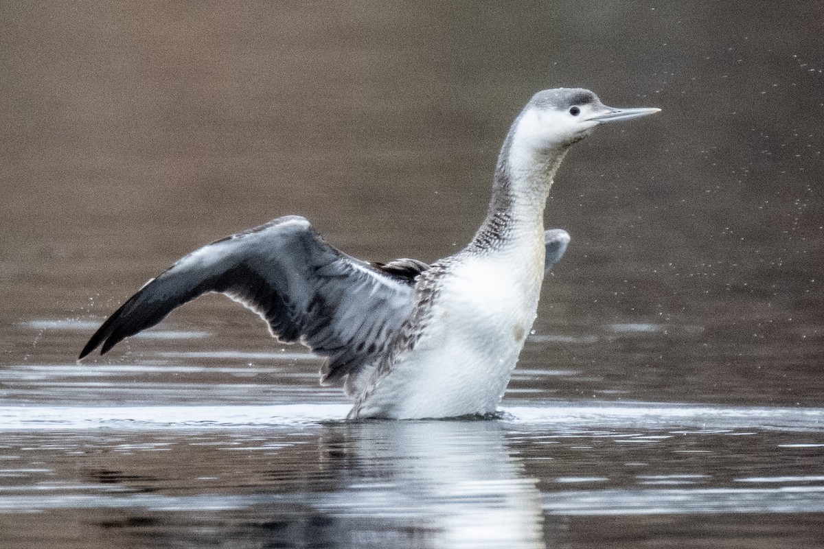 Red-throated Loon - ML616553563