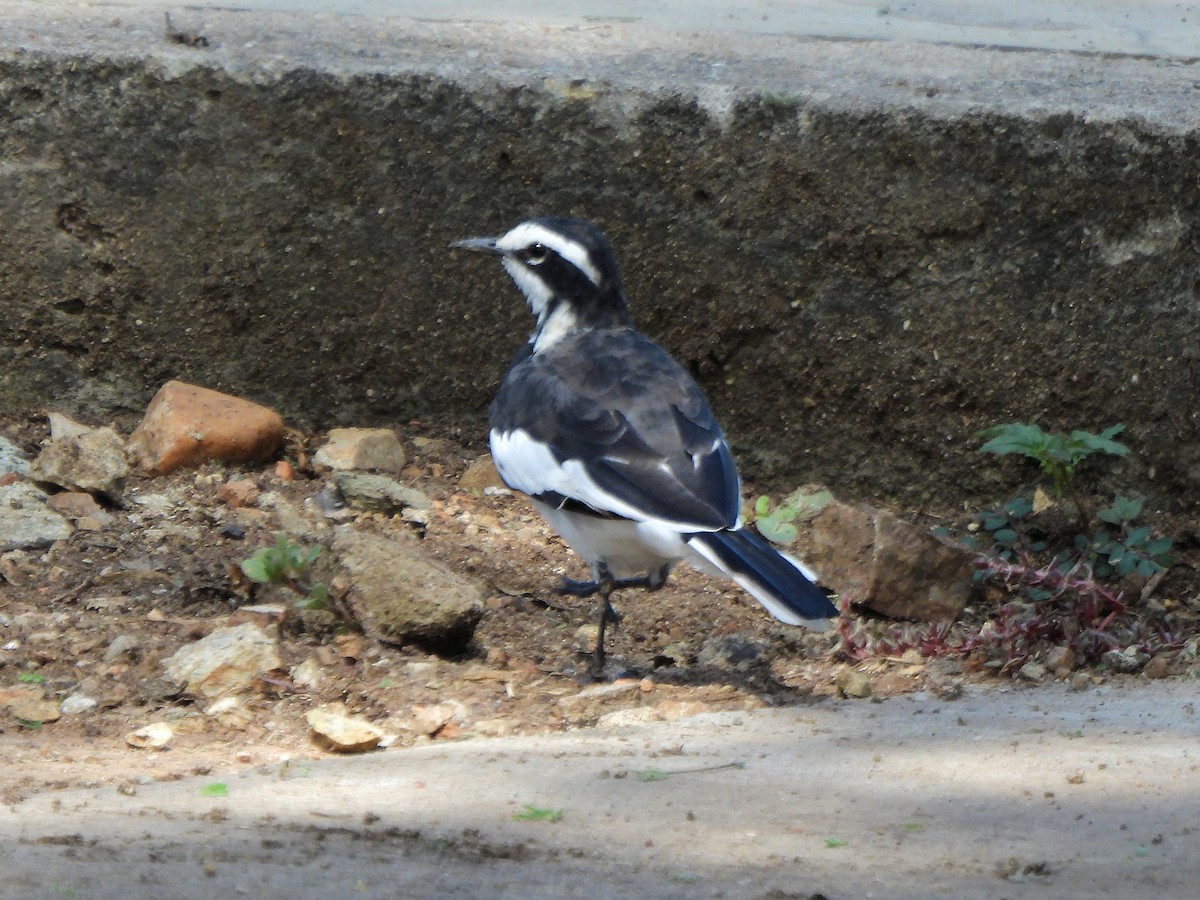 African Pied Wagtail - Teresa Cohen