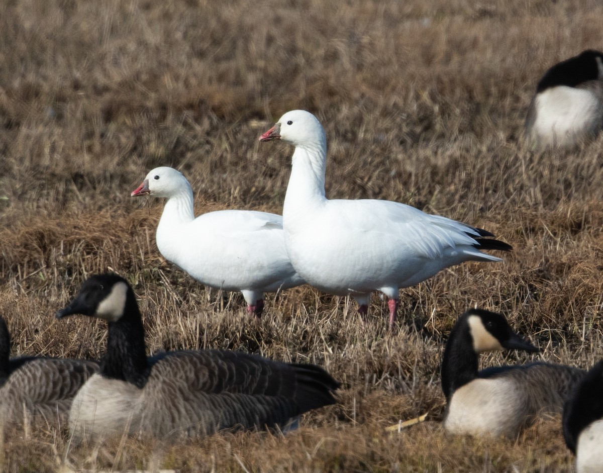 Snow x Ross's Goose (hybrid) - ML616553614