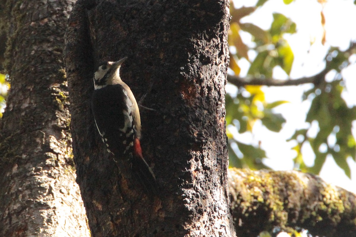 Himalayan Woodpecker - Marc Gálvez