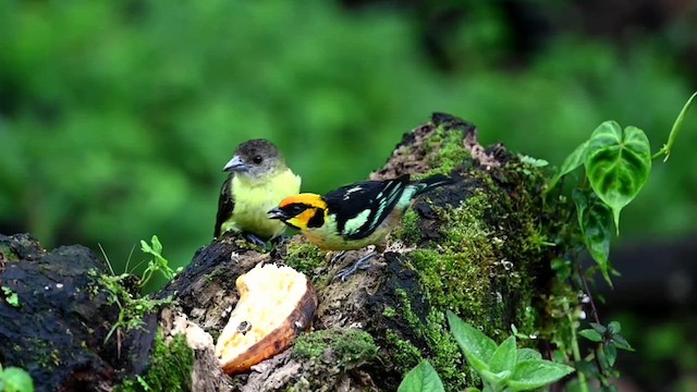 Flame-faced Tanager (Yellow-faced) - ML616553747
