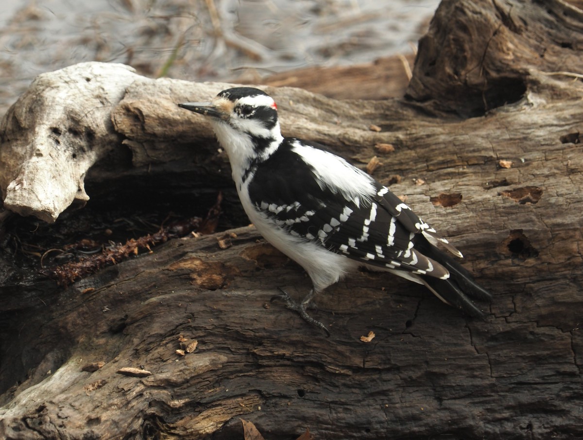 Hairy Woodpecker - Bill Bunn