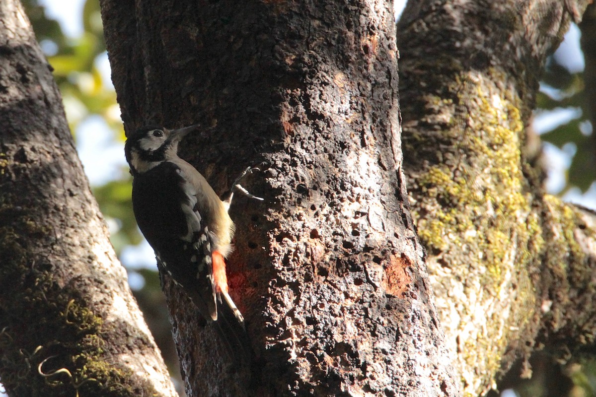 Himalayan Woodpecker - Marc Gálvez