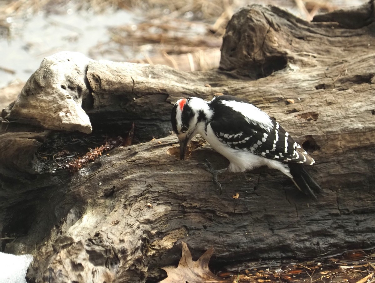 Hairy Woodpecker - ML616553824