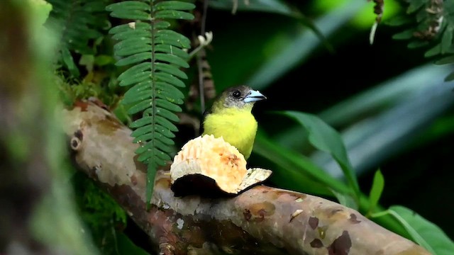 Flame-rumped Tanager (Lemon-rumped) - ML616553833