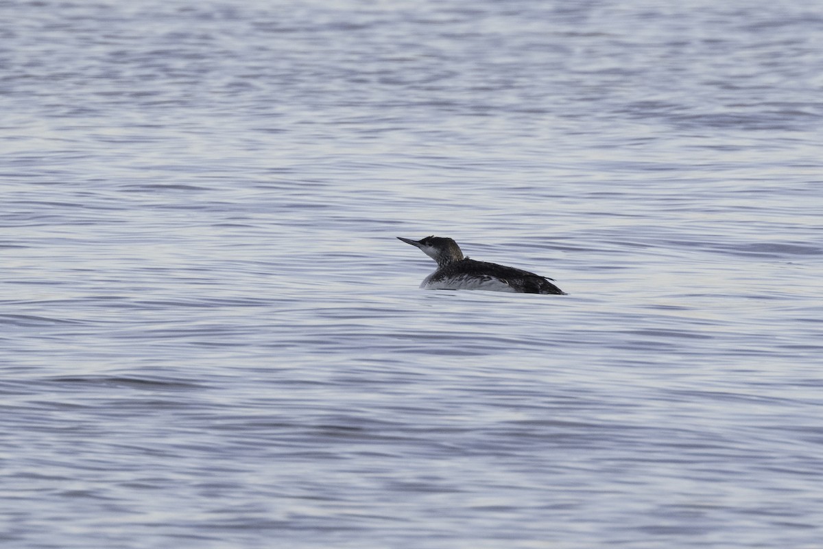 Red-throated Loon - ML616553849
