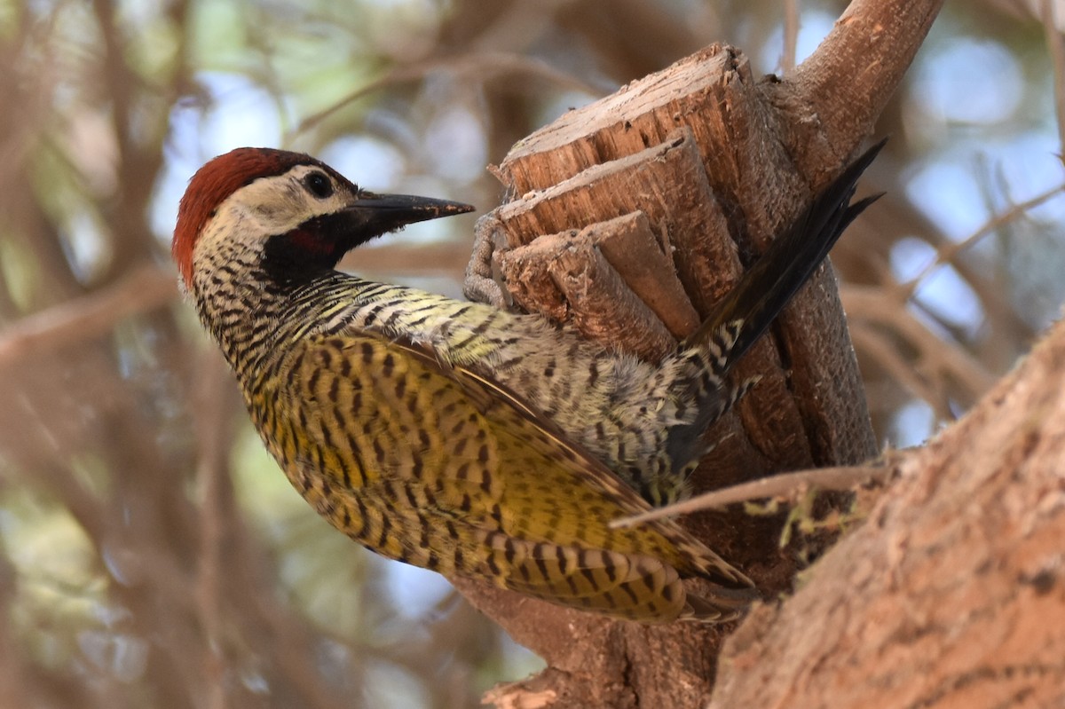Black-necked Woodpecker - ML616553923