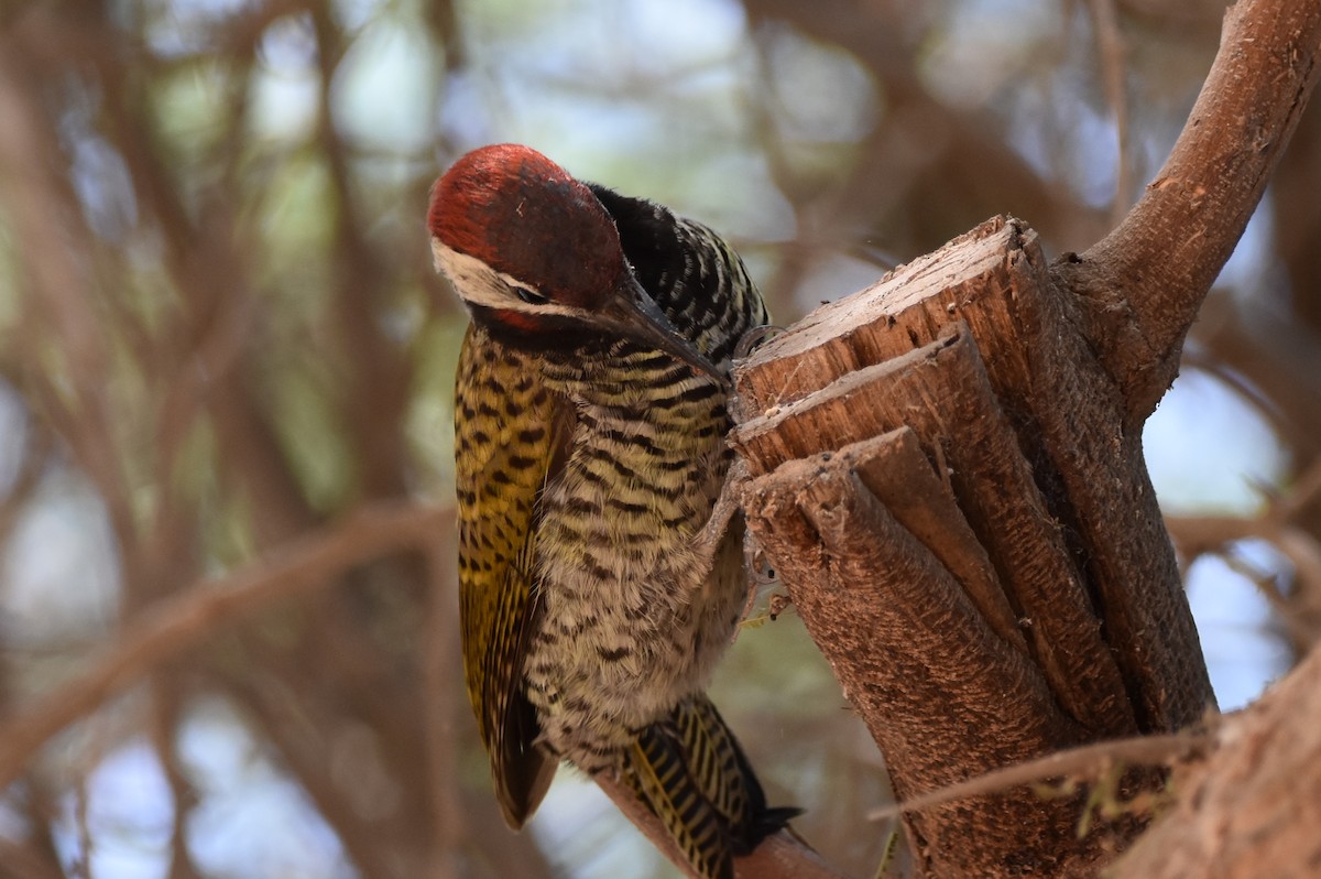 Black-necked Woodpecker - ML616553924