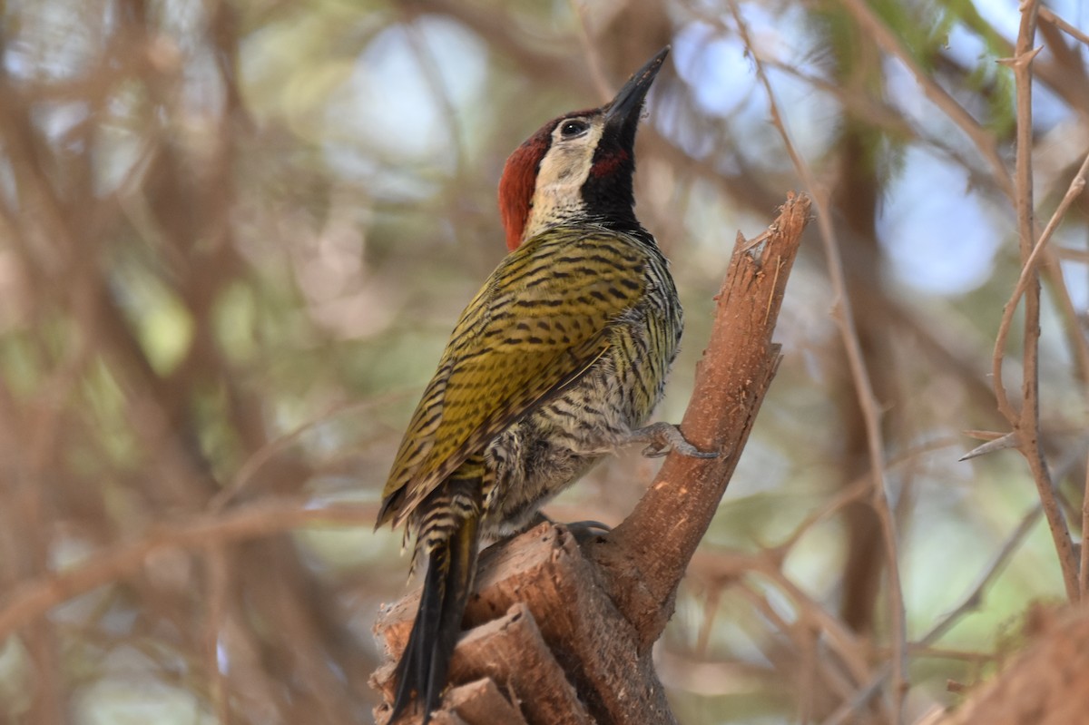 Black-necked Woodpecker - ML616553925