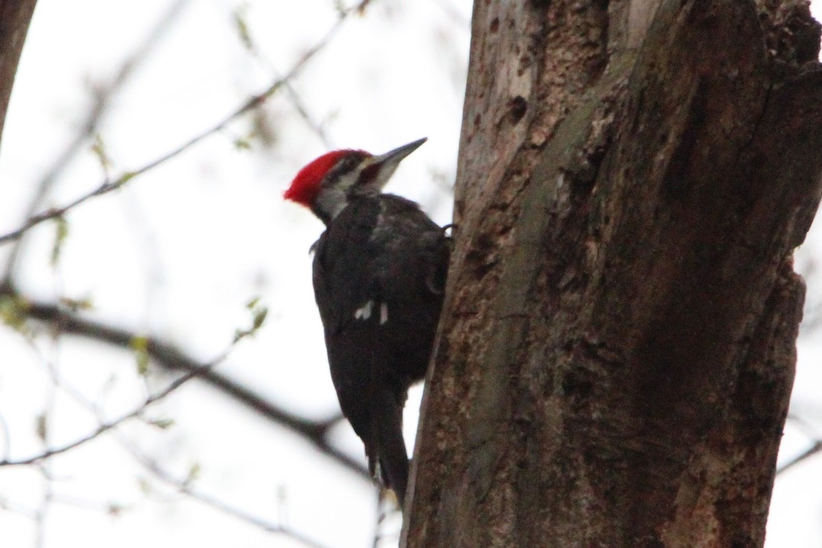 Pileated Woodpecker - Kumaran M