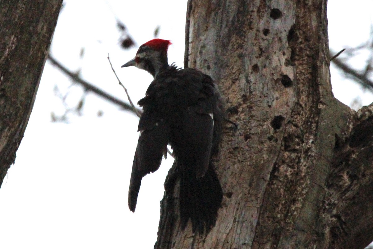 Pileated Woodpecker - ML616553995