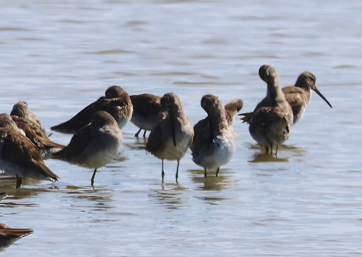 Long-billed Dowitcher - ML616554003