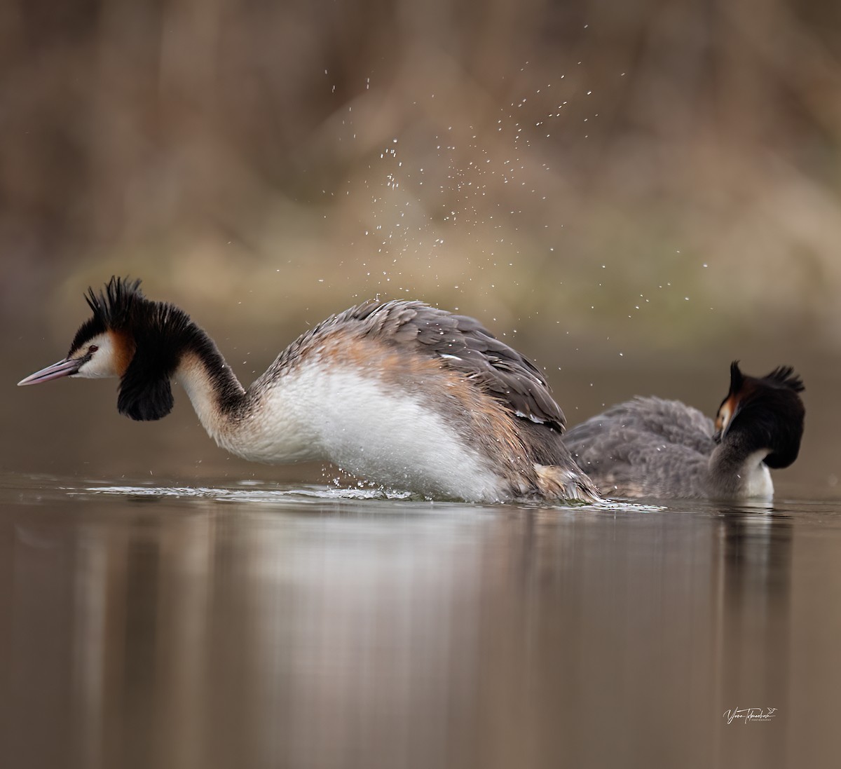 Great Crested Grebe - ML616554014