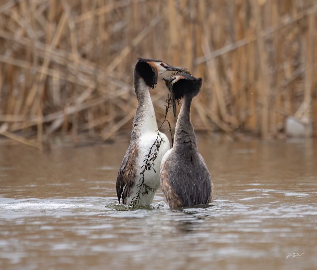Great Crested Grebe - ML616554019